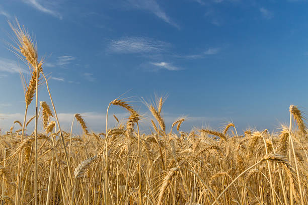 istock Wheat field against the blue sky 173262048