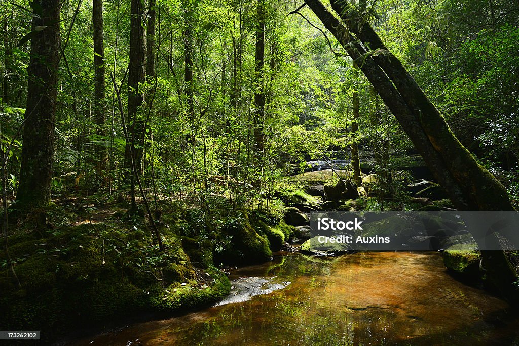 Hermoso bosque verde y agua en el verano de Tailandia. - Foto de stock de Agua libre de derechos