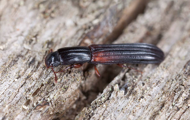 istock Colydium filiforme, extreme close up 173262587