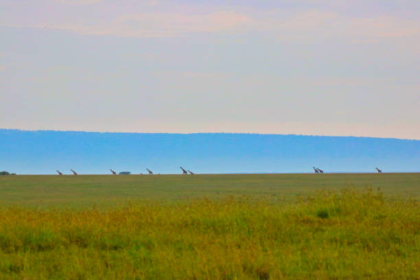 A Herd of Giraffes are silhoutted against the big sky country of the Maasai Mara game reserve, Kenya, Africa