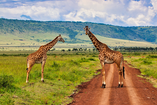 A Pair of Giraffes on the safari trail in the Mara Triangle area in Maasai Mara game reserve, Kenya, Africa