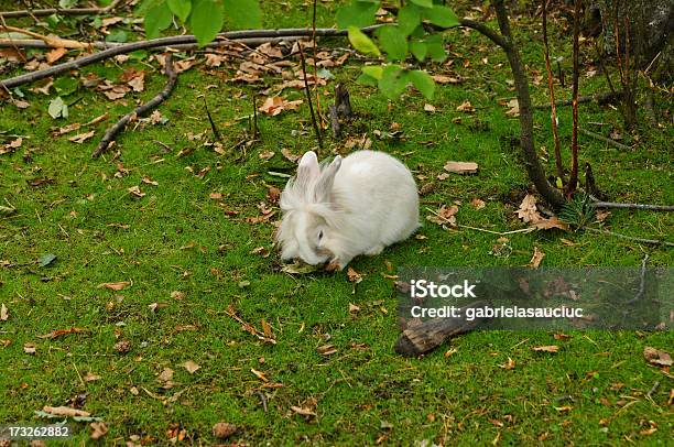 Blanco Rabbit Foto de stock y más banco de imágenes de Aire libre - Aire libre, Aislado, Alimentar