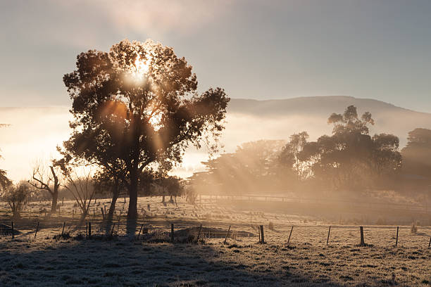The sun rises on a cold winter's morning in the Yarra Valley, Victoria, Australia
