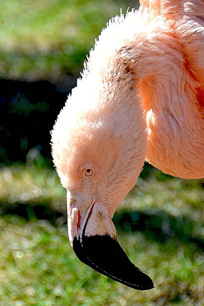 Flamingo stock photo