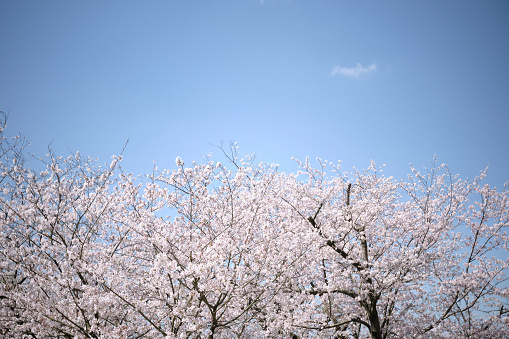 Full bloom cherry blossom at the outer moat outside hirosaki park