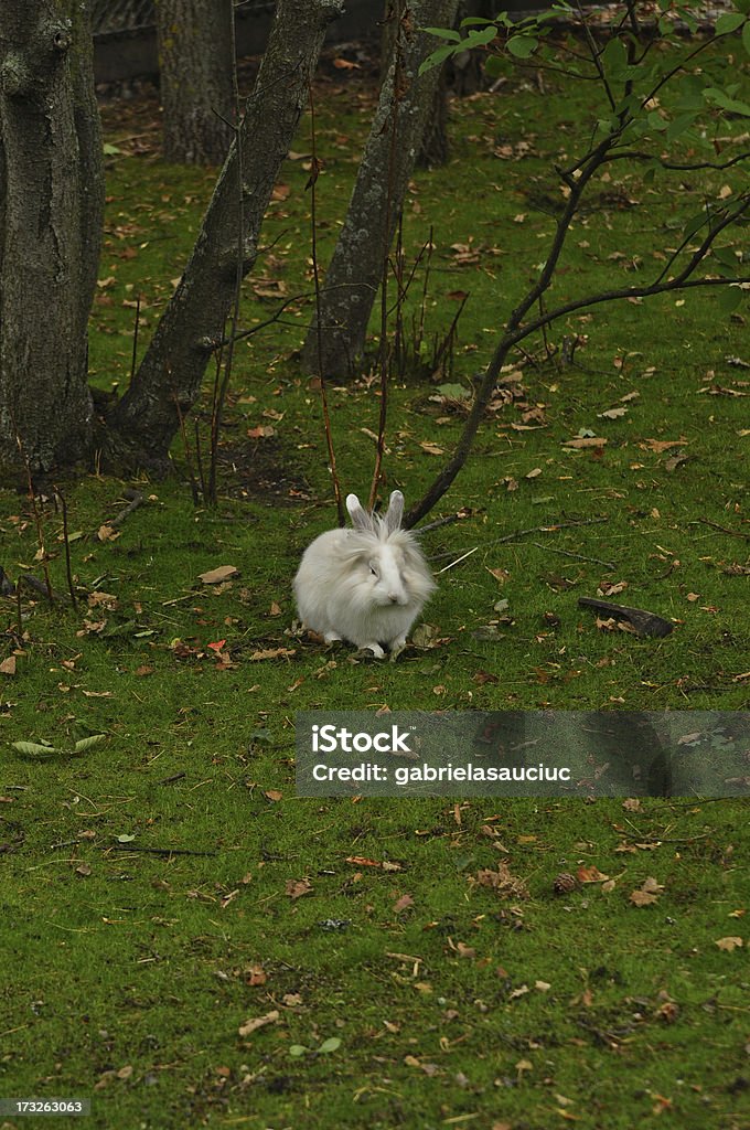 Blanco rabbit - Foto de stock de Aire libre libre de derechos