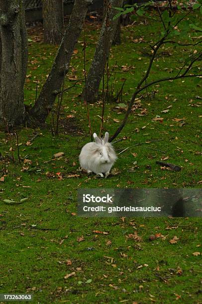White Rabbit - ふわふわのストックフォトや画像を多数ご用意 - ふわふわ, やわらか, カイウサギ
