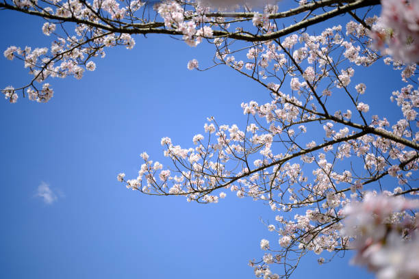 晴れた青空と桜