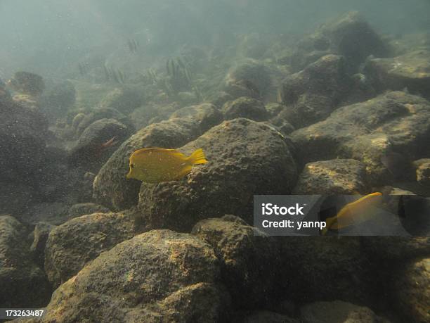 Photo libre de droit de Lauipala banque d'images et plus d'images libres de droit de Algue - Algue, Animaux à l'état sauvage, Corail - Cnidaire