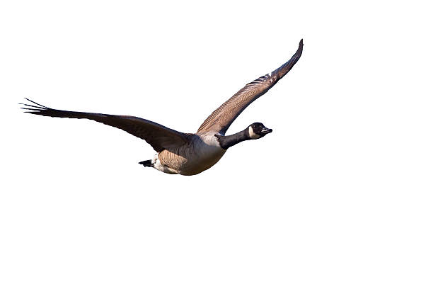 A Canada Goose flying in the sky stock photo