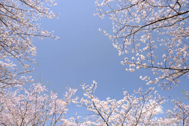 istock Cherry blossom trees in full bloom enveloping the sky 1732642022