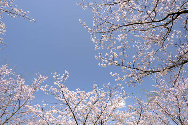 istock Material of cherry blossom frame looking up 1732642077