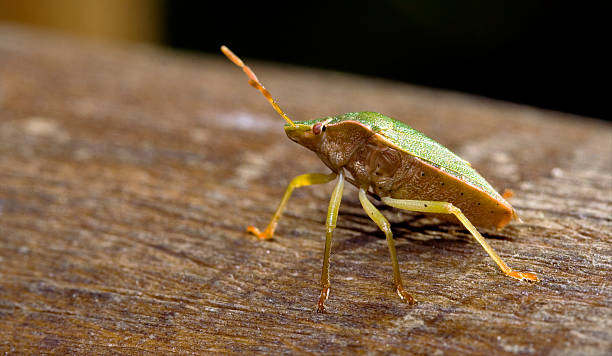 istock pentatomidae palomena prasina on a wood 173264257