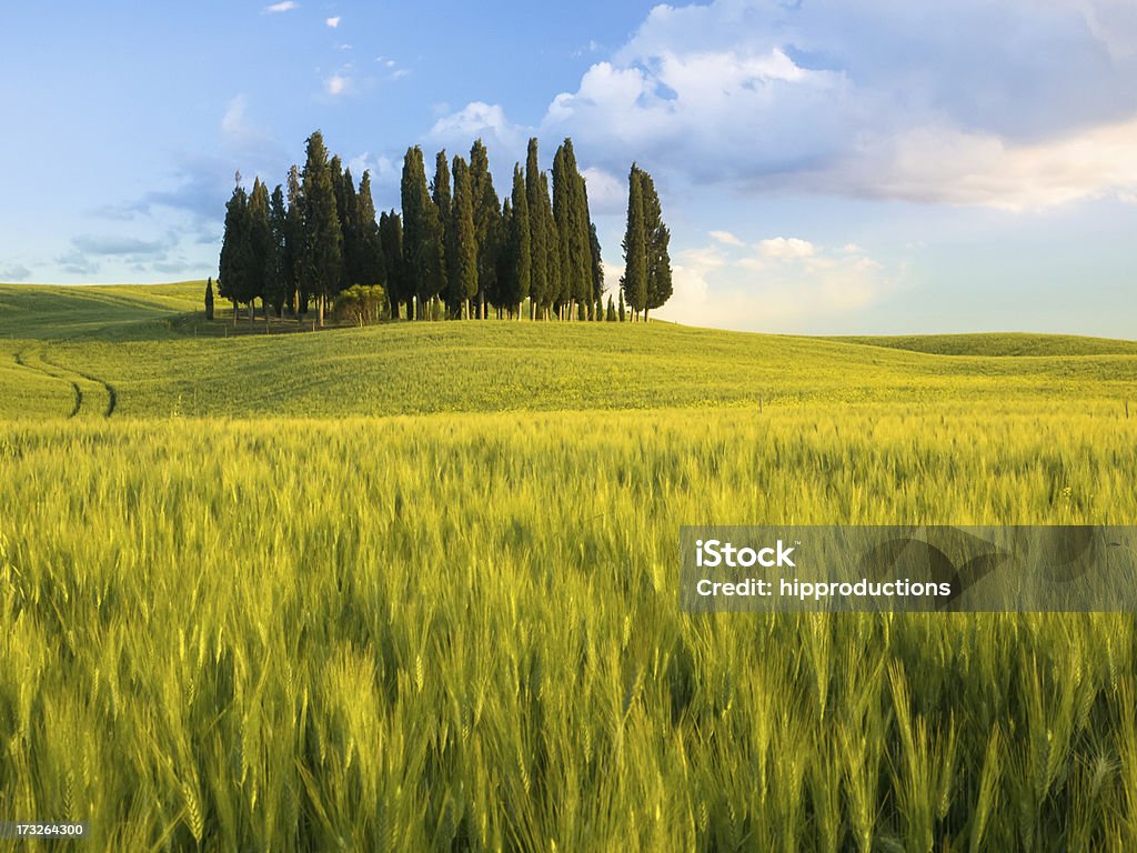 Groupe de cyprès au crépuscule - Photo de Agriculture libre de droits