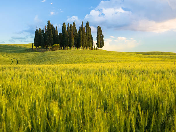 istock Group of cypress trees at dusk 173264300