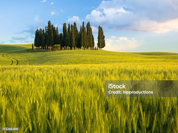 Foto de Grupo De Ciprestes Ao Anoitecer e mais fotos de stock de Agricultura - Agricultura, Cena Rural, Cipreste