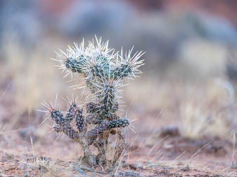 group of textured surface of red and green cactus flower in Aruba island