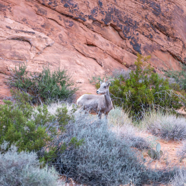 mouflons d’amérique du désert dans le parc d’état de valley of fire - bighorn sheep sheep desert mojave desert photos et images de collection