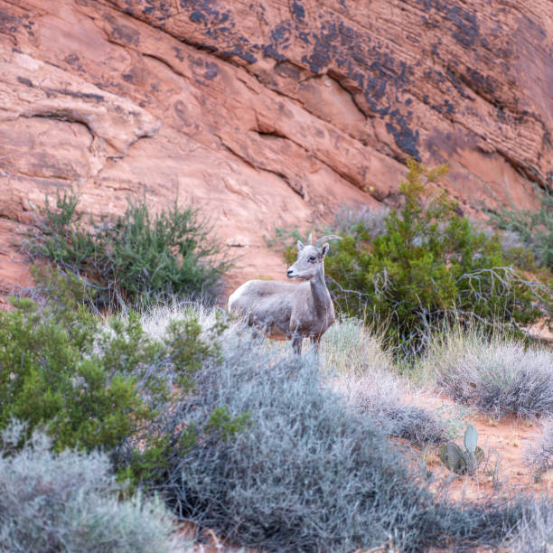 desert bighorn sheep in the valley of fire state park - bighorn sheep sheep desert mojave desert imagens e fotografias de stock