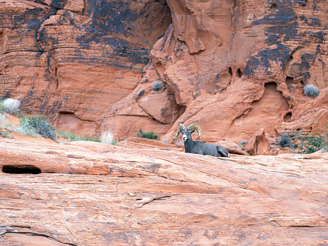 Desert Bighorn Sheep in the Valley of Fire State Park located in Southern Nevada near Las Vegas.