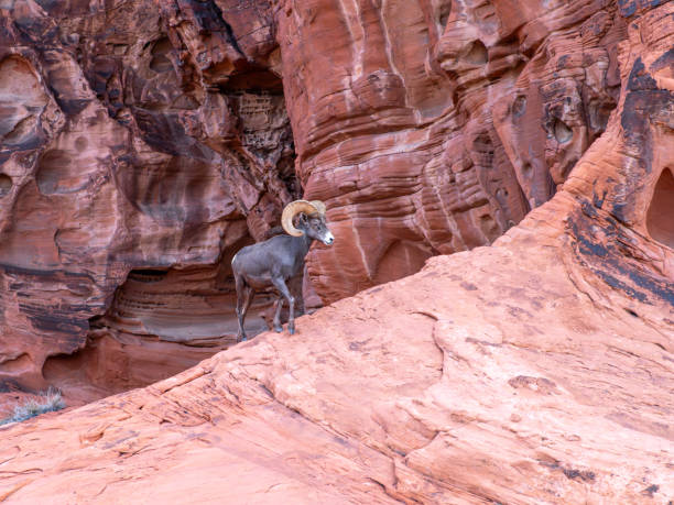 wüsten-dickhornschafe im valley of fire state park - bighorn sheep sheep desert mojave desert stock-fotos und bilder