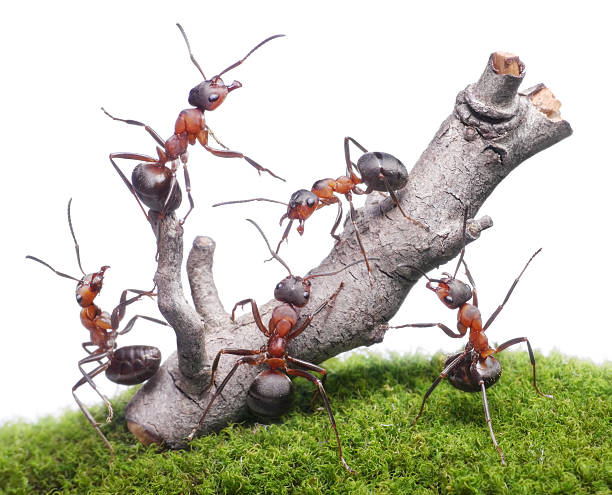 Ameisen durchbrechen rostige Baum, isoliert, – Foto