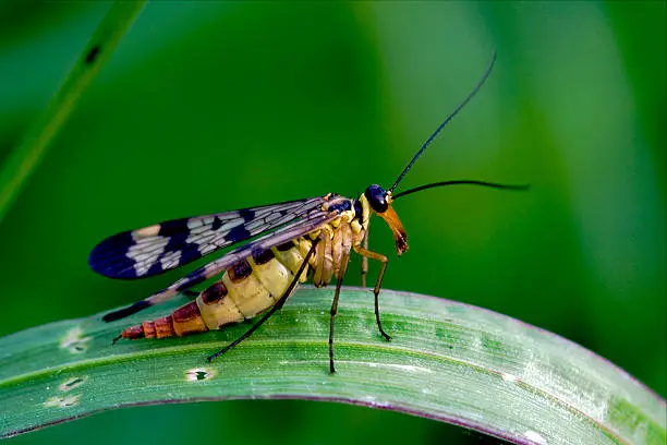 side of wild fly Mecoptera Scorpion Fly Panorpa Panorpidae on a green branch