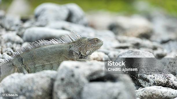 Leguan Sitzt Auf Einem Felsen Stockfoto und mehr Bilder von Abwarten - Abwarten, Bizarr, Bonaire