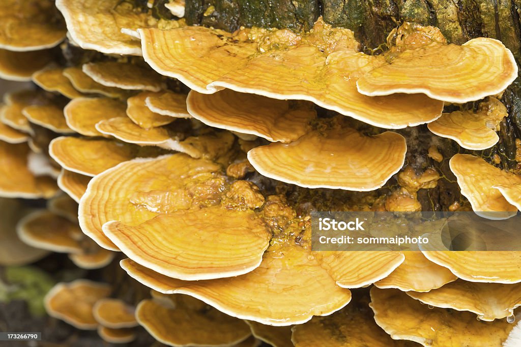 Albero di funghi, funghi selvatici - Foto stock royalty-free di Albero