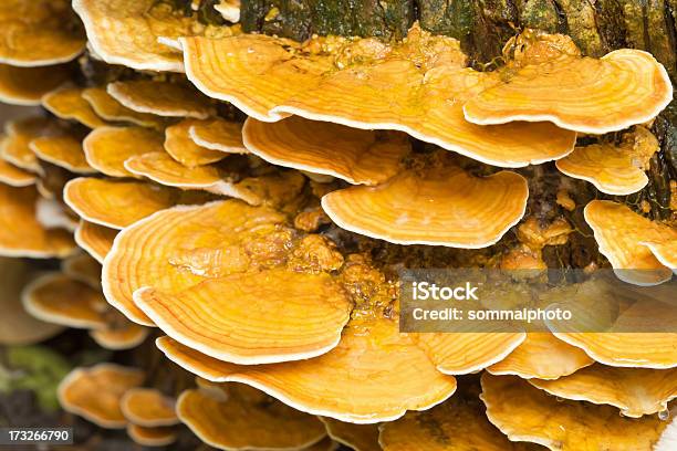 Foto de Cogumelos Selvagens Árvore Fungo e mais fotos de stock de Amarelo - Amarelo, Apodrecer, Botânica - Assunto