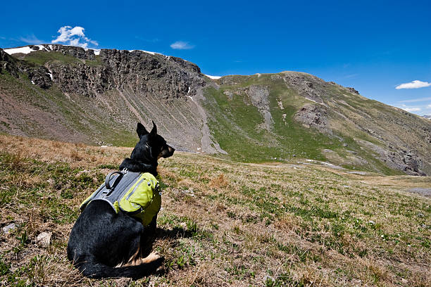 Hiker Dog Looking at the View A hiker dog looks out over the San Juan Mountains from 12,000' Columbine Lake Pass in the San Juan National Forest near Silverton, Colorado, USA. jeff goulden san juan mountains stock pictures, royalty-free photos & images