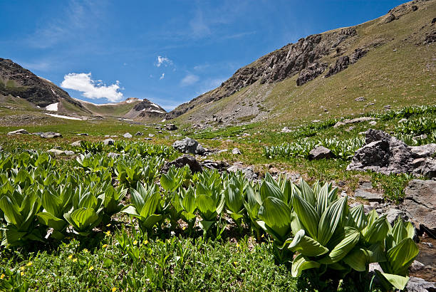 False Hellebore below Columbine Lake Pass The San Juans in southern Colorado are a high altitude range of mountains that straddle the Continental Divide. This meadow of False Hellebore was found below Columbine Lake in the San Juan National Forest near Silverton, Colorado, USA. jeff goulden san juan mountains stock pictures, royalty-free photos & images