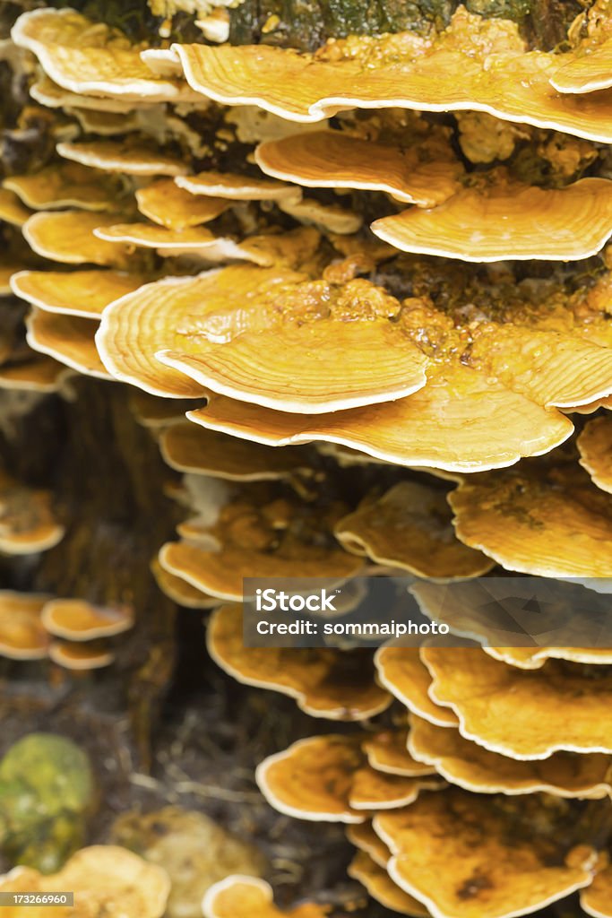 Champignons sauvages, de champignons - Photo de Aliment libre de droits