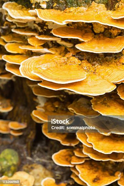 Photo libre de droit de Champignons Sauvages De Champignons banque d'images et plus d'images libres de droit de Aliment - Aliment, Arbre, Botanique