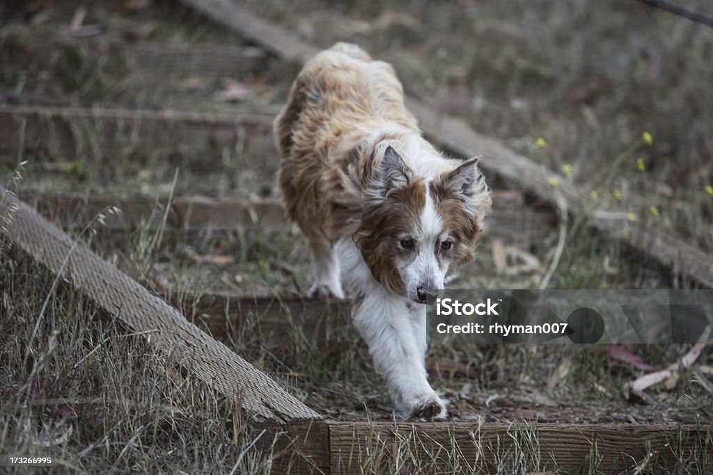 Berger australien course sur un sentier de randonnée pédestre - Photo de Randonnée pédestre libre de droits