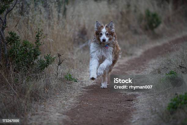 Austrailian 셰파드 실행되는 하이킹 트레일 개에 대한 스톡 사진 및 기타 이미지 - 개, 개 산책, 걷기