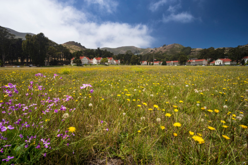 Flowers in a field in front of the buildings of fort baker in marin county.