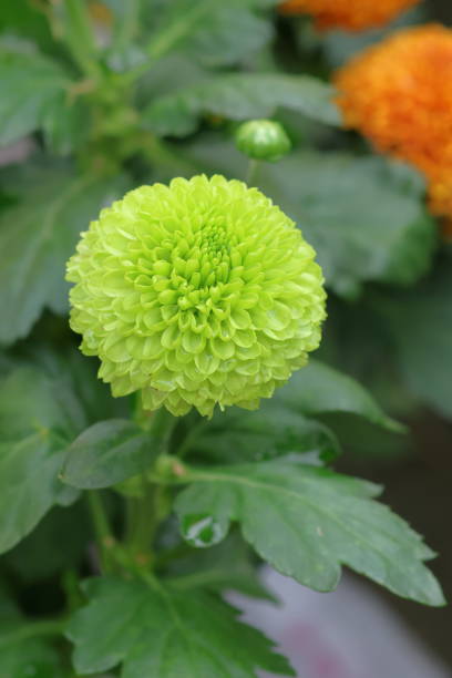 Green Button Pom Chrysanthemum