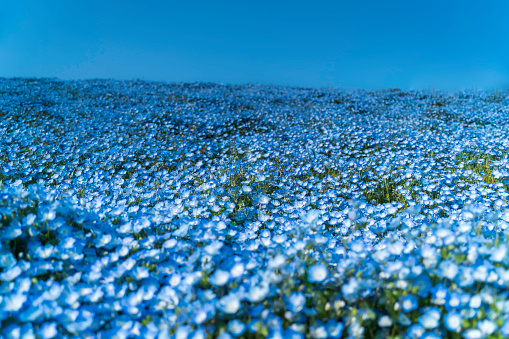 blue nemophila field