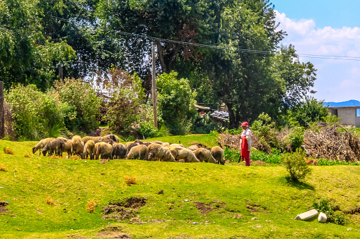 Villa del carbon, state of mexico, mexico october 30 2023 elderly woman taking care of a flock of sheep in the field, in villa del carbon state of mexico