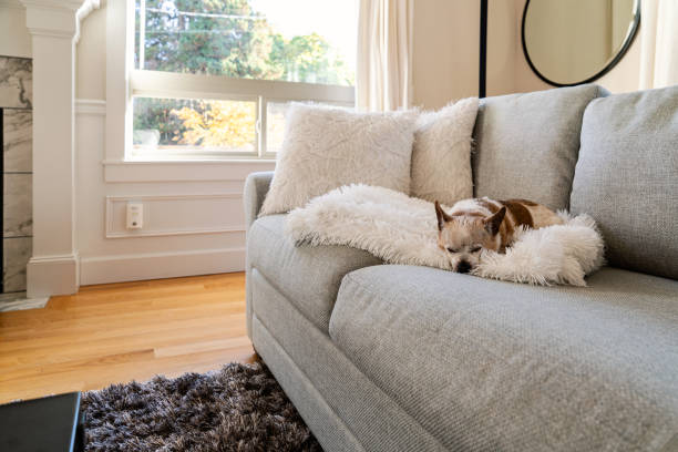 istock Chihuahua Terrier Mix Lounging on Coach 1732699681