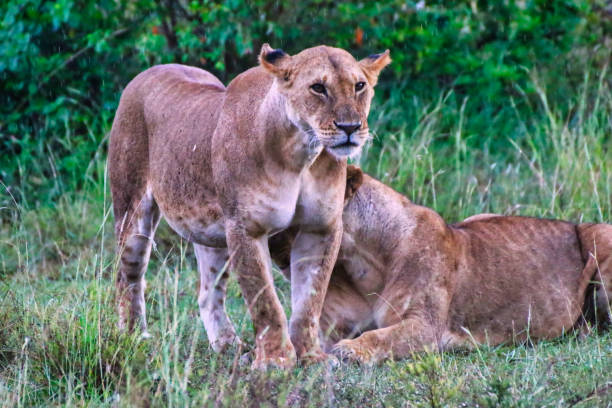 istock Pair of Lioness 1732714055