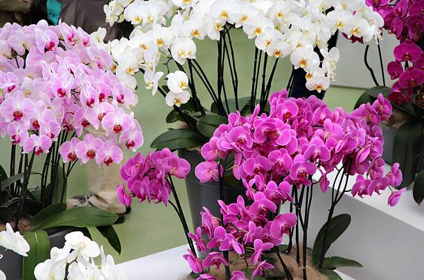 istock Beautiful orchids in the vases 173271587