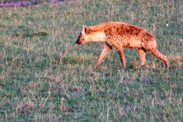 istock Hyena on the lookout 1732724605