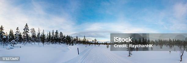 Winter Forest Mit Ski Track Stockfoto und mehr Bilder von Baum - Baum, Blau, Cool und Lässig