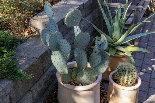 This image shows a close-up view of three large pots of cactus and aloe plants in an outdoor garden patio, with dappled light.