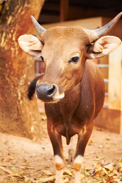 Closeup of a Thai cow