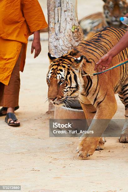 Trainer Führenden Tiger An Der Leine Zu Führen Stockfoto und mehr Bilder von Tiger - Tiger, Tiertrainer, Asien