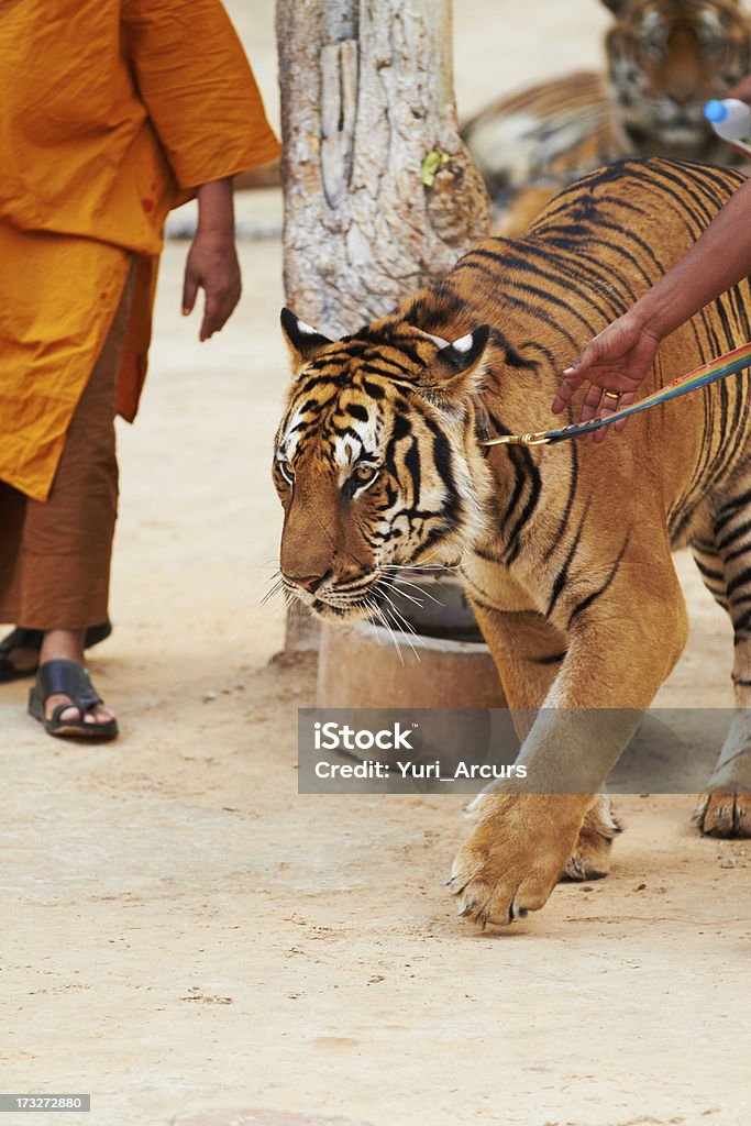 Trener wiodących Tygrys na smyczy - Zbiór zdjęć royalty-free (Tygrys)