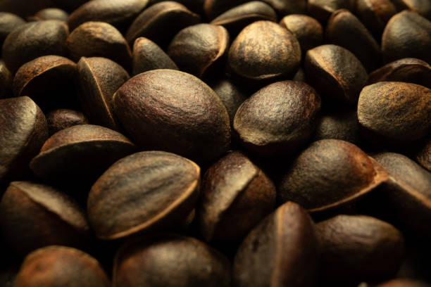 istock Wide angle close-up of wild pine nuts. Pine tree seeds close-up. 1732728955